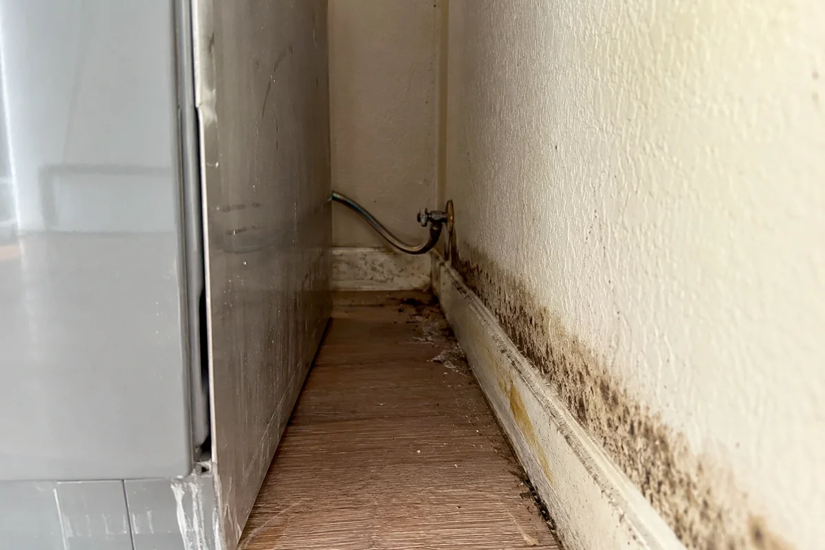 Mold on the wall behind a pulled-out kitchen appliance
