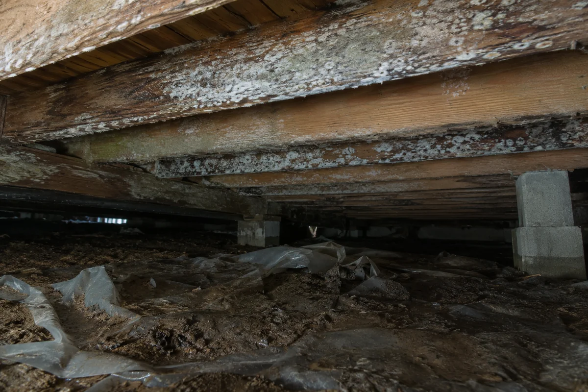 White mold on the underside of a crawlspace subfloor