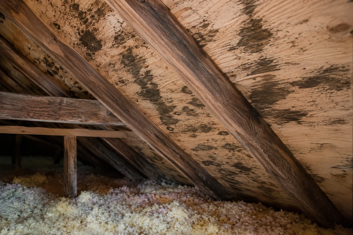 Mold on wooden attic rafters